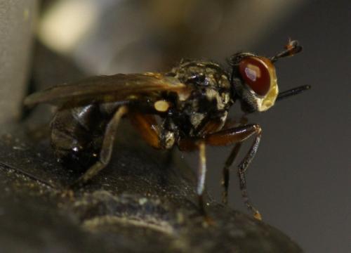 Thecophora fulvipes